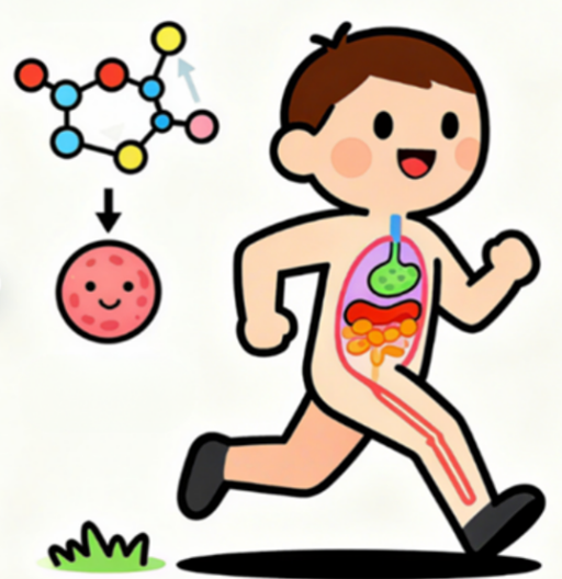 [图片占位：改善激素敏感性]