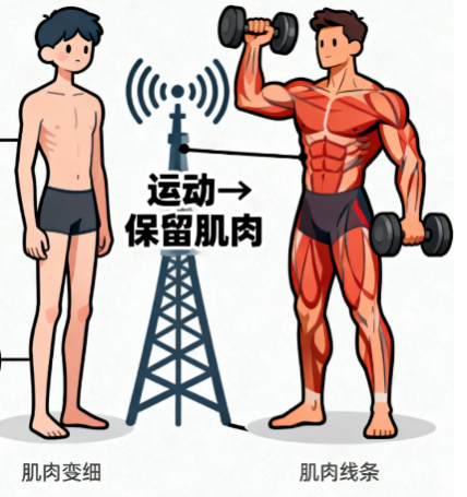 [图片占位：维持肌肉质量]